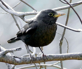 Chinese Blackbird