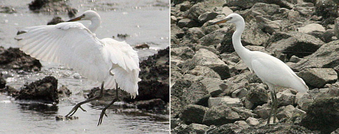 Chinese Egret