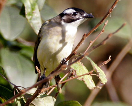 Light-vented Bulbul