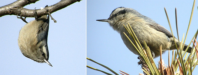 Chinese Nuthatch