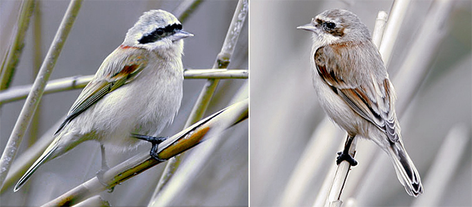 Chinese Penduline Tit