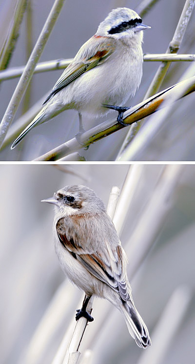 Chinese Penduline Tit