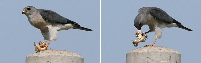 Chinese Sparrowhawk