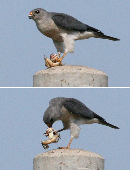 Chinese Sparrowhawk