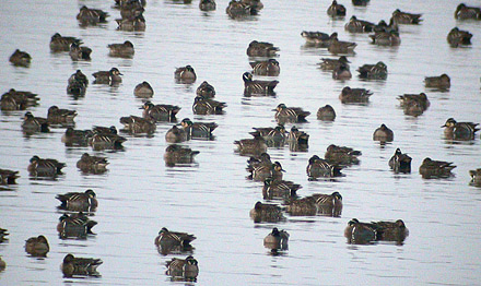 Baikal Teal