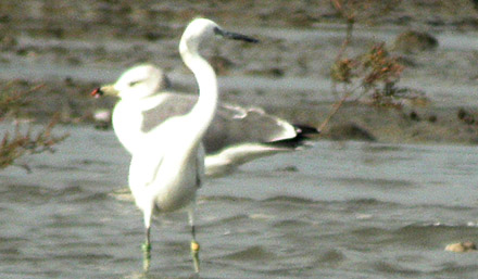 Chinese Egret