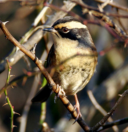 Siberian Accentor