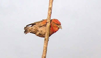Red Crossbill