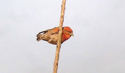 Red Crossbill