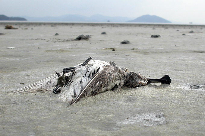 Spoon-billed Sandpiper
