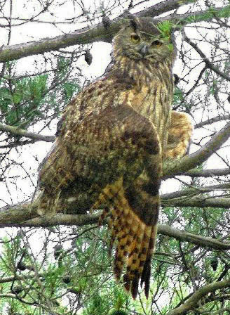 Eurasian Eagle Owl