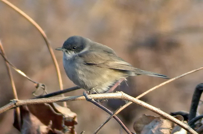 Eastern Lesser Whitethroat
