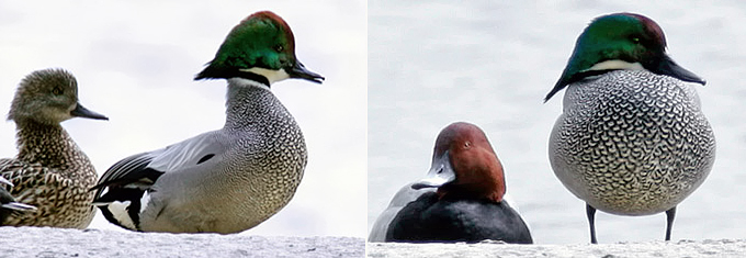 Falcated Duck