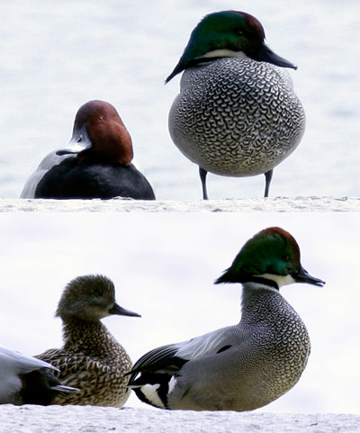 Falcated Duck