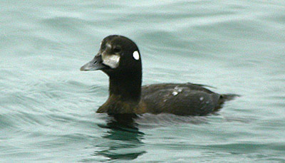 Harlequin Duck