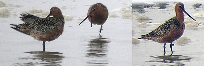 Bar-tailed Godwit