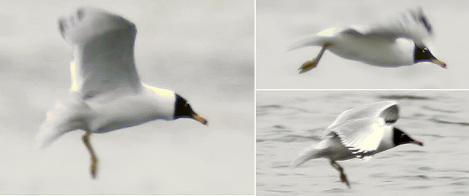 Pallas's Gull