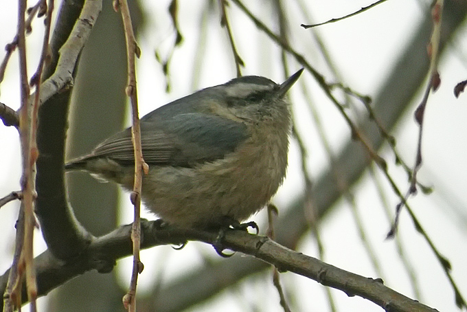 Chinese Nuthatch