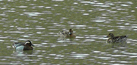 Garganey