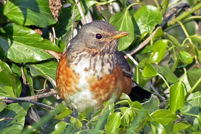 Grey-backed Thrush