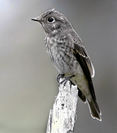 Dark-sided Flycatcher