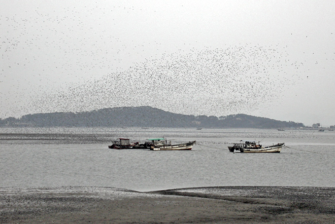 Great Knot