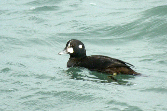 Harlequin Duck