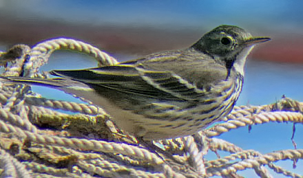 Siberian Buff-bellied Pipit
