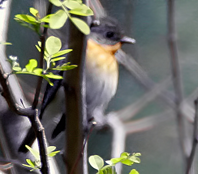 Hill Blue Flycatcher