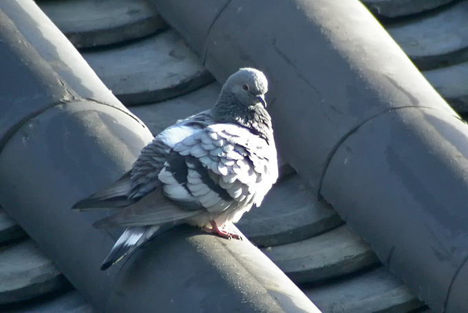 Hill Pigeon