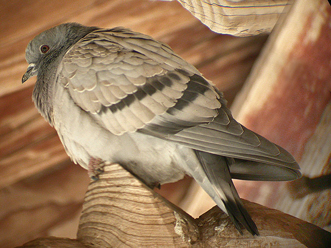 Hill Pigeon