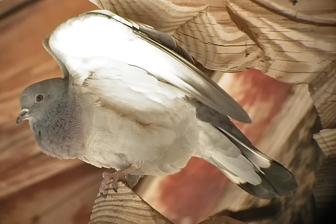 Hill Pigeon