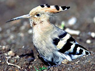 Hoopoe
