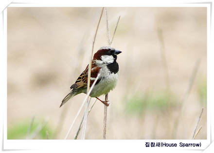 House Sparrow