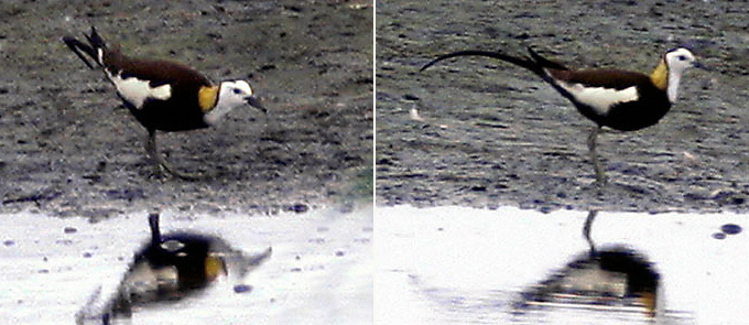 Pheasant-tailed Jacana