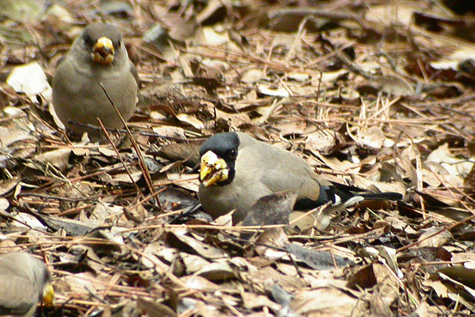 Japanese Grosbeak