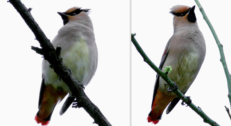 Japanese Waxwings