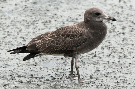 Black-tailed Gull