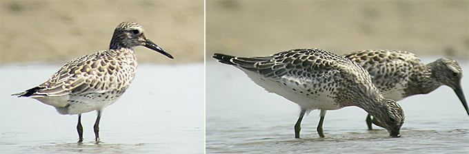 Great Knot