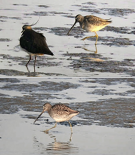 Long-billed Dowitcher