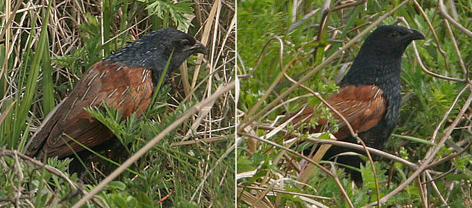 Lesser Coucal
