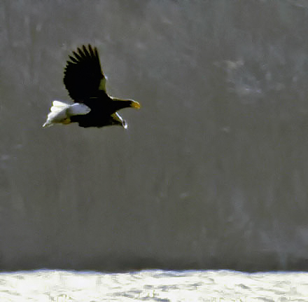 Steller's Sea Eagle