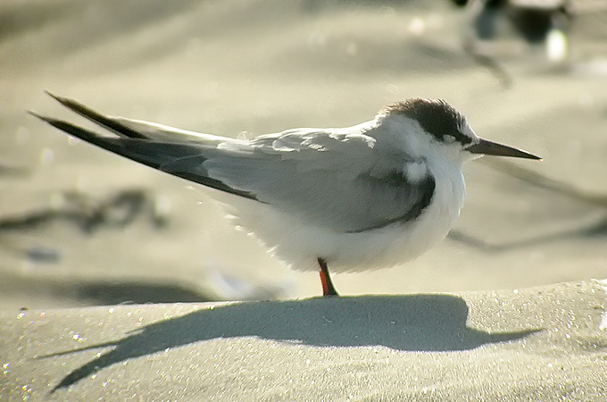 Little Tern