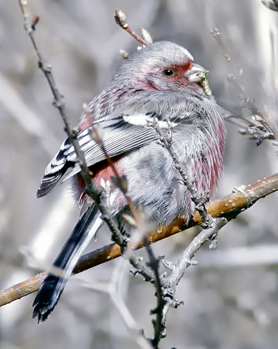 Long-tailed Rosefinch