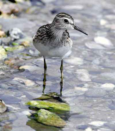 Long-toed Stint