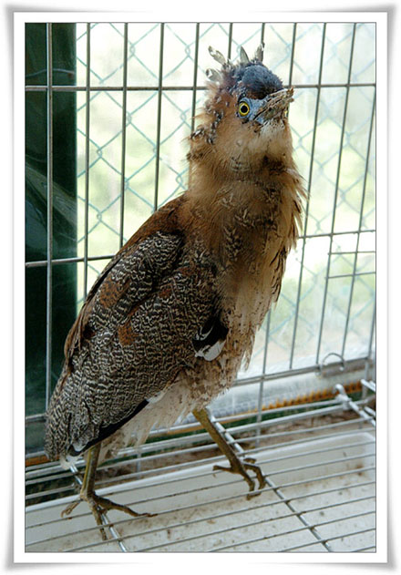Malayan Night Heron