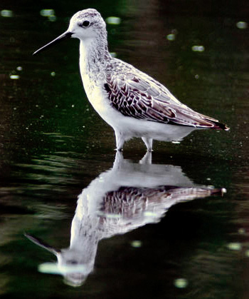 Marsh Sandpiper