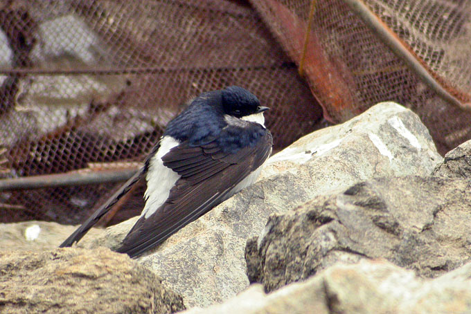 Northern House Martin