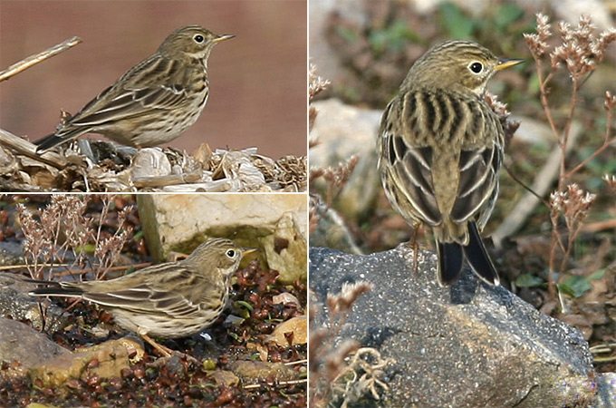Meadow Pipit