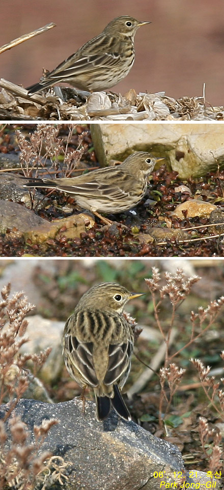 Meadow Pipit